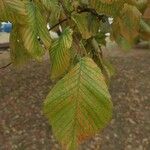 Ulmus laevis পাতা