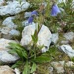 Campanula barbata Hábito