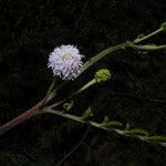 Mimosa pigra Kwiat