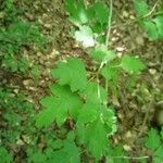 Crataegus marshallii Leaf