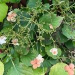 Hydrangea hydrangeoides Kwiat