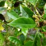 Pittosporum senacia Leht