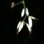 Gurania coccinea Flower