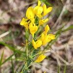 Cytisus decumbens Flor