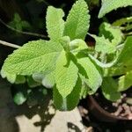 Mentha × villosa Hoja