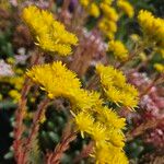 Petrosedum rupestreBlüte