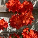 Rhododendron calendulaceumBlodyn