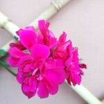 Pelargonium spp. Flor