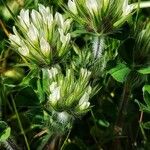 Trifolium cherleri Flor