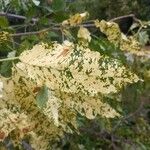 Fraxinus pennsylvanica Leaf