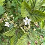 Rubus scaber Flower