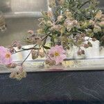 Cistus parviflorus Floare