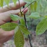 Carya glabraFulla