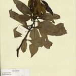 Lithocarpus vidalianus Otro