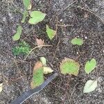 Epimedium pinnatum Leaf