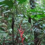 Heliconia trichocarpa Otro