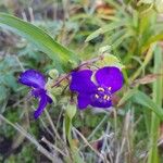 Tradescantia virginianaFlors