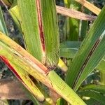 Sorghum halepense Blatt