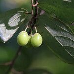 Microcos schmitzii Frucht
