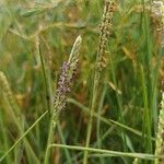 Paspalum vaginatum Flower