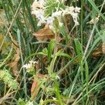 Collomia grandiflora Blomst