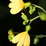 Milleria quinqueflora Flower