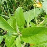 Solanum umbellatum Leaf