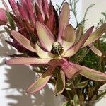 Leucadendron salignum R. Br.Fiore