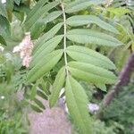 Sorbus domestica Leaf