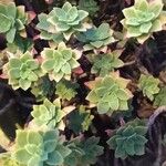 Sedum palmeri List