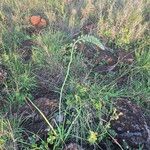 Albuca virens ശീലം