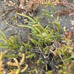 Salicornia procumbens পাতা