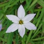 Ipheion uniflorum Flor