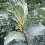 Elaeagnus commutata Flower