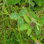 Trifolium pratenseLeaf