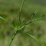 Conopodium majus Leaf