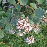 Viburnum lantanaЦвят