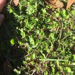 Dichondra carolinensis Feuille