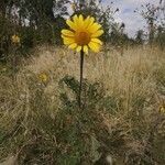 Tithonia tubaeformis Blatt