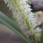 Polystachya polychaete Flower