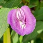 Centrosema virginianum Flower