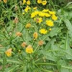 Sonchus fruticosus Flor