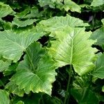 Philodendron giganteum Leaf