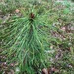 Pinus pumila List