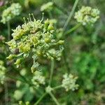 Dichoropetalum carvifolia Blüte