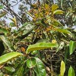 Harungana madagascariensis Fruto