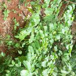 Solanum leucocarpon Hábito