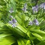 Tractema lilio-hyacinthus Flower