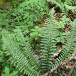 Polystichum aculeatum List