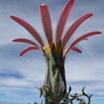 Mutisia hamata Blomma